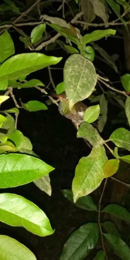 Posada El Acuario Bahia Solano Dış mekan fotoğraf